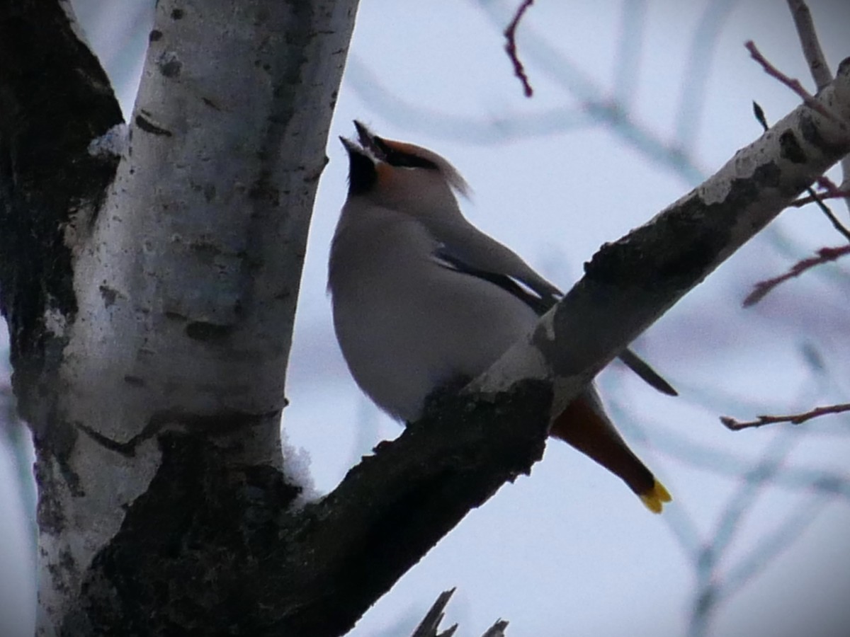 Bohemian Waxwing - ML647416773