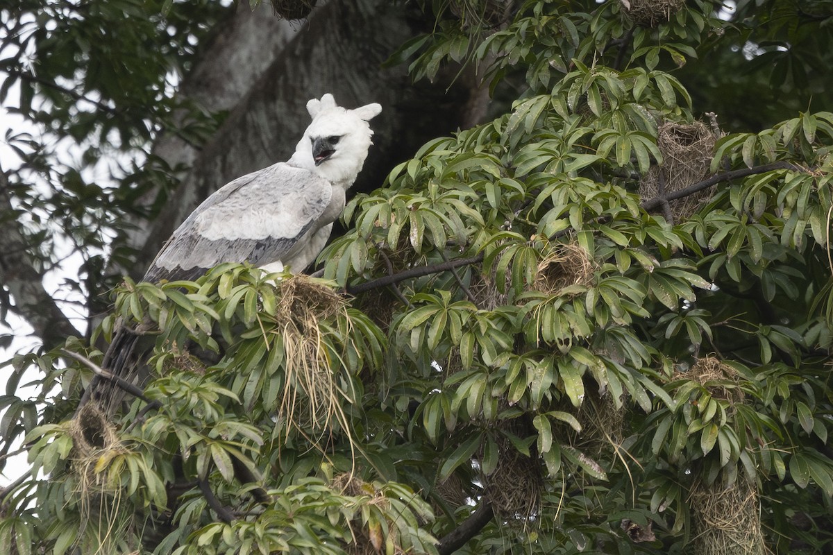 Harpy Eagle - ML647416793