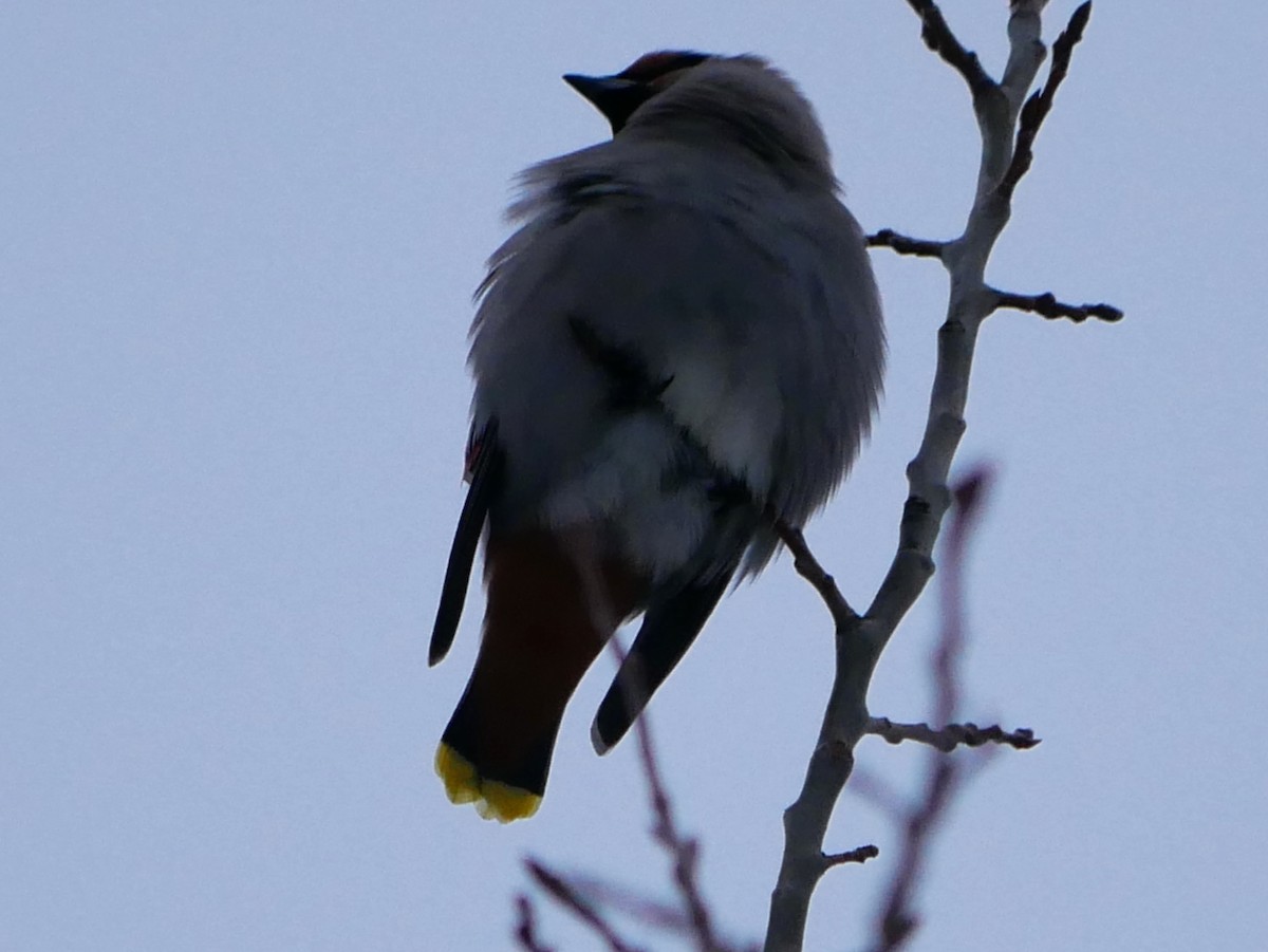 Bohemian Waxwing - ML647416796
