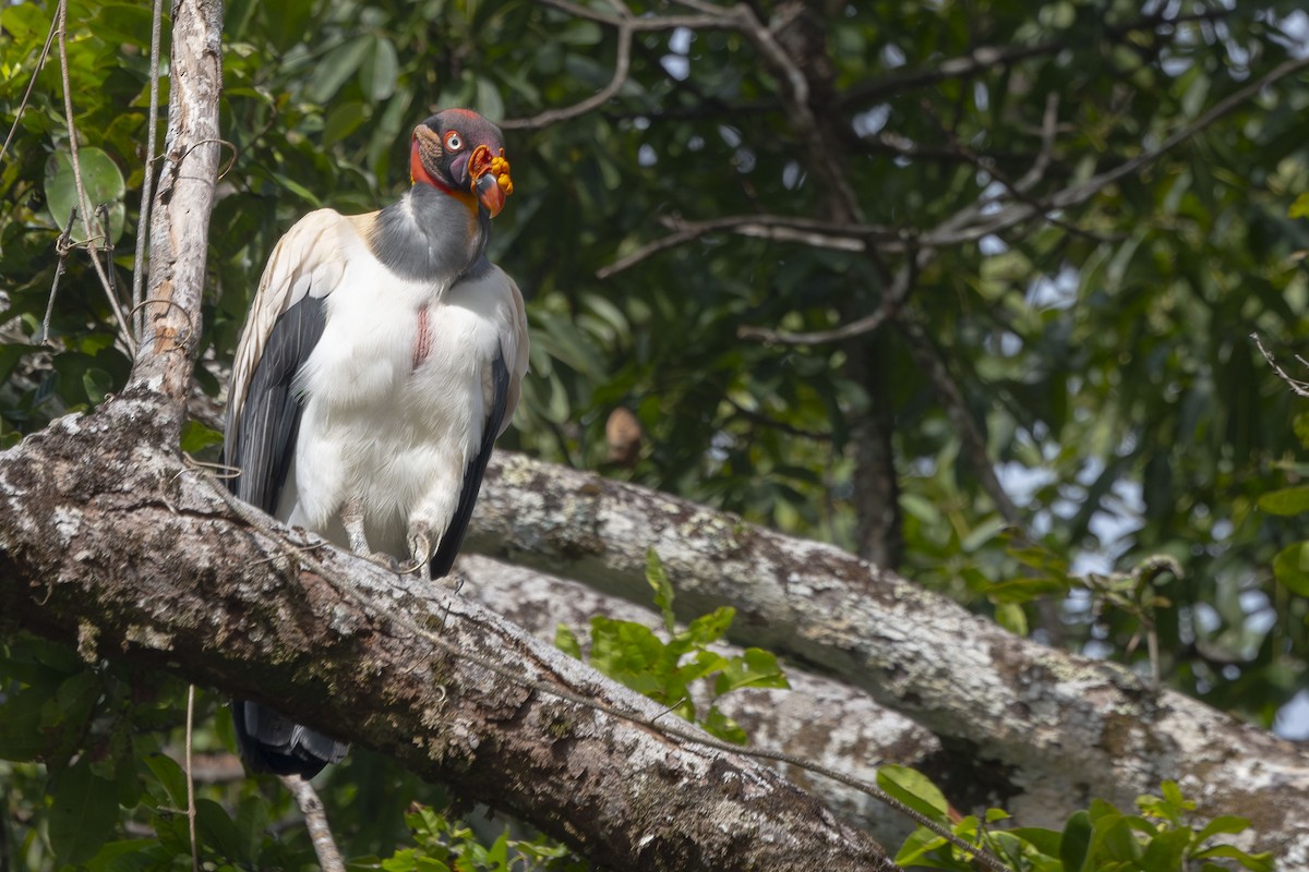 King Vulture - ML647416797