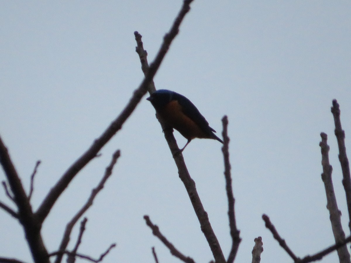 Elegant Euphonia - ML647416816