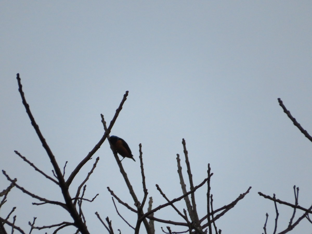 Elegant Euphonia - ML647416825