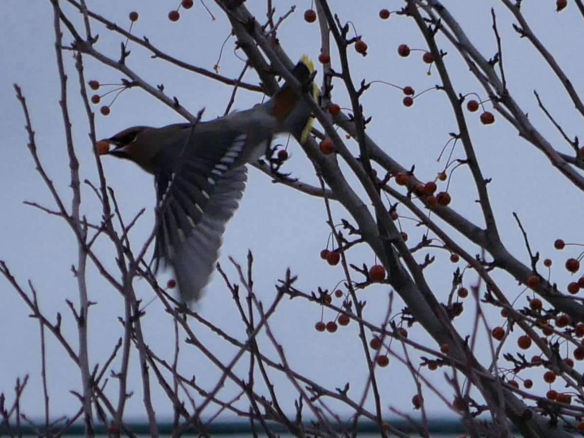Bohemian Waxwing - ML647416837