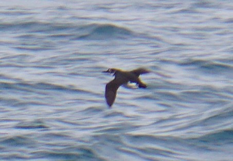 Кайра товстодзьоба - ML647416838