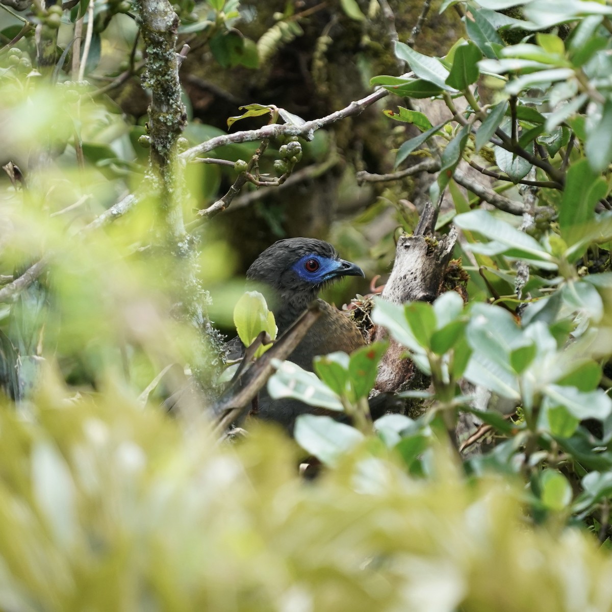 Sickle-winged Guan - ML647416845