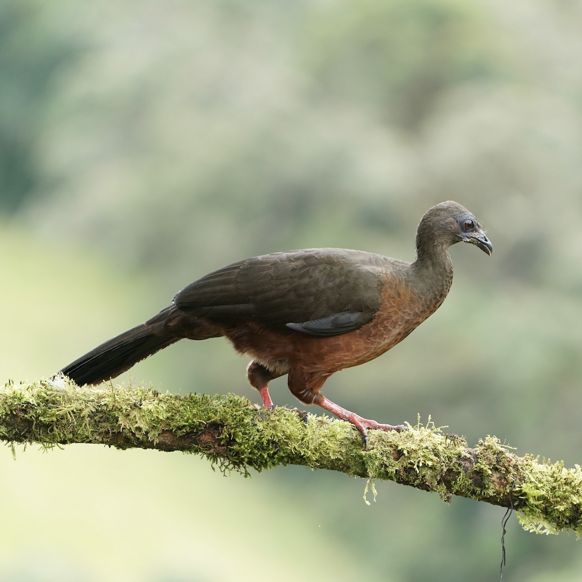 Sickle-winged Guan - ML647416846