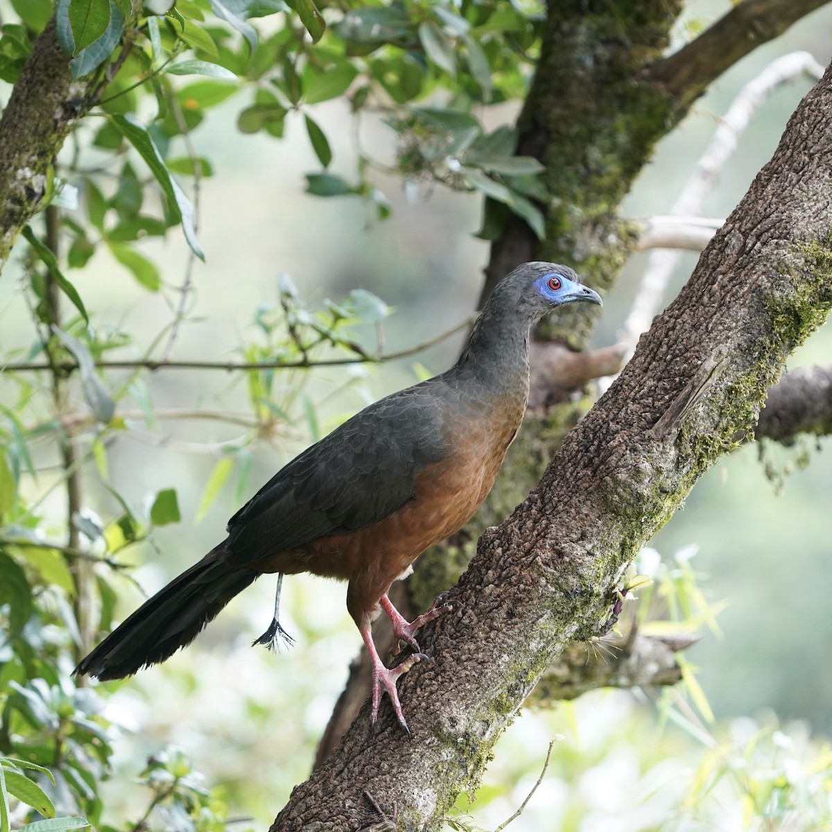 Sickle-winged Guan - ML647416847