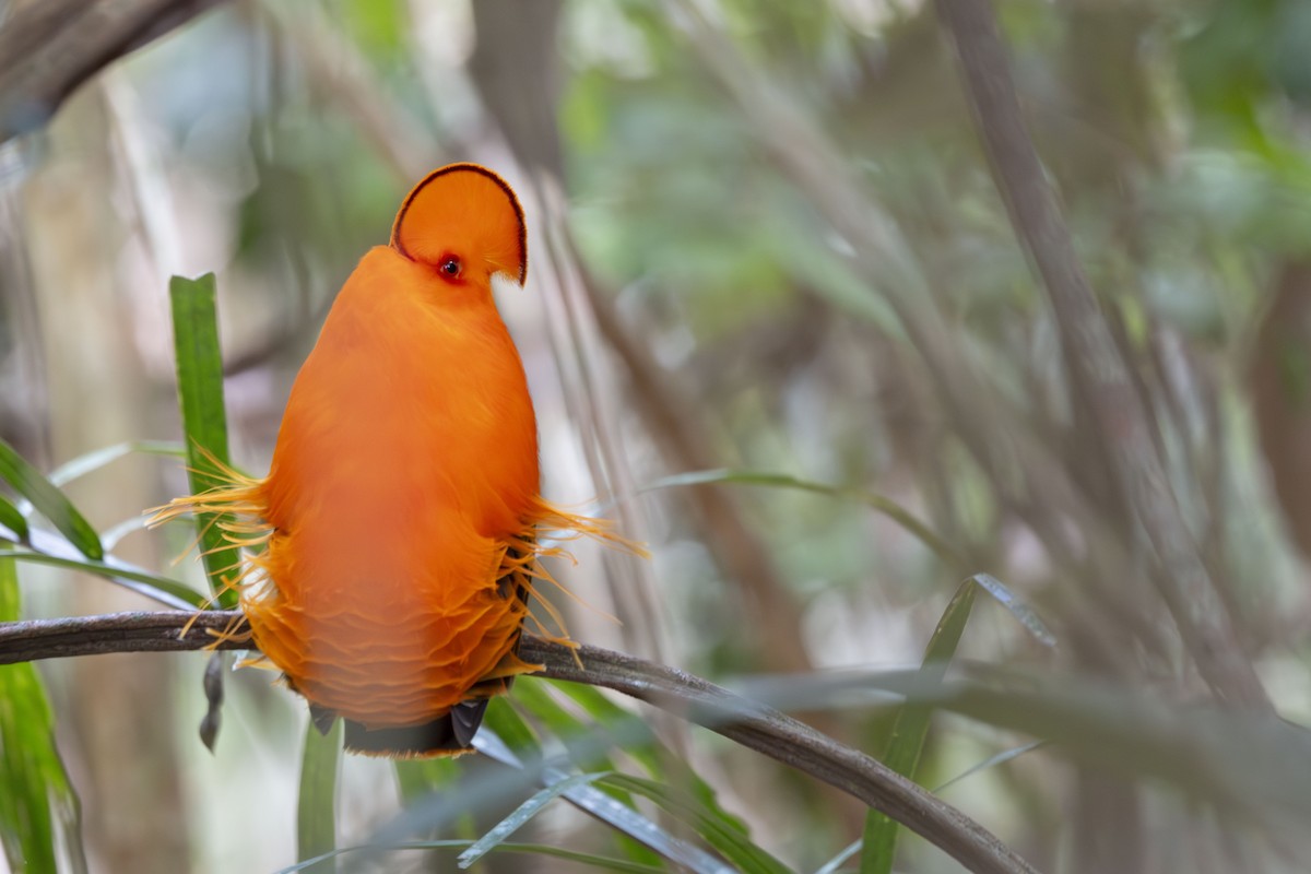 イワドリ - ML647416848