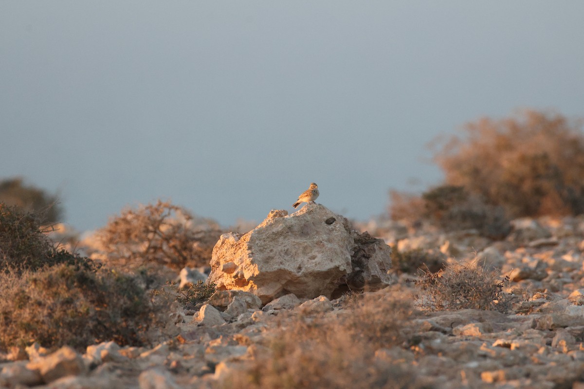 Mediterranean Short-toed Lark - ML647416850
