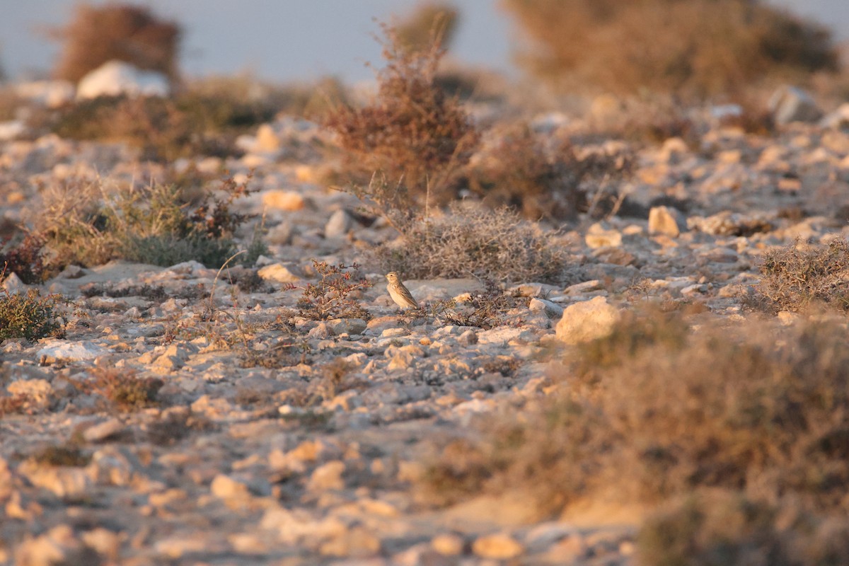 Mediterranean Short-toed Lark - ML647416852