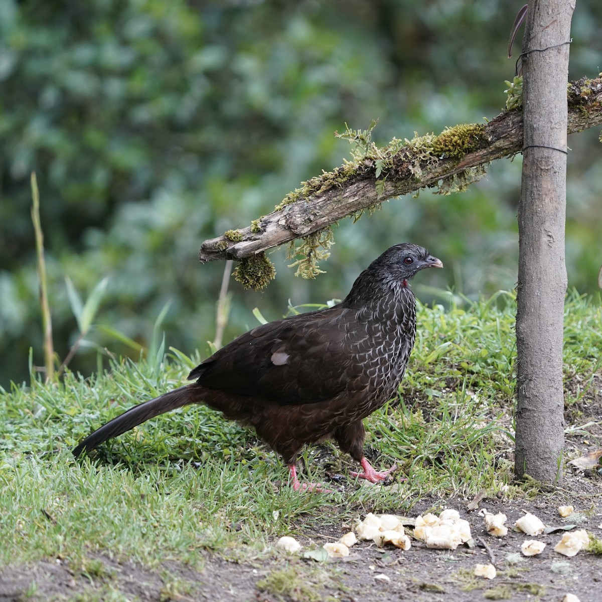 Andean Guan - ML647416853