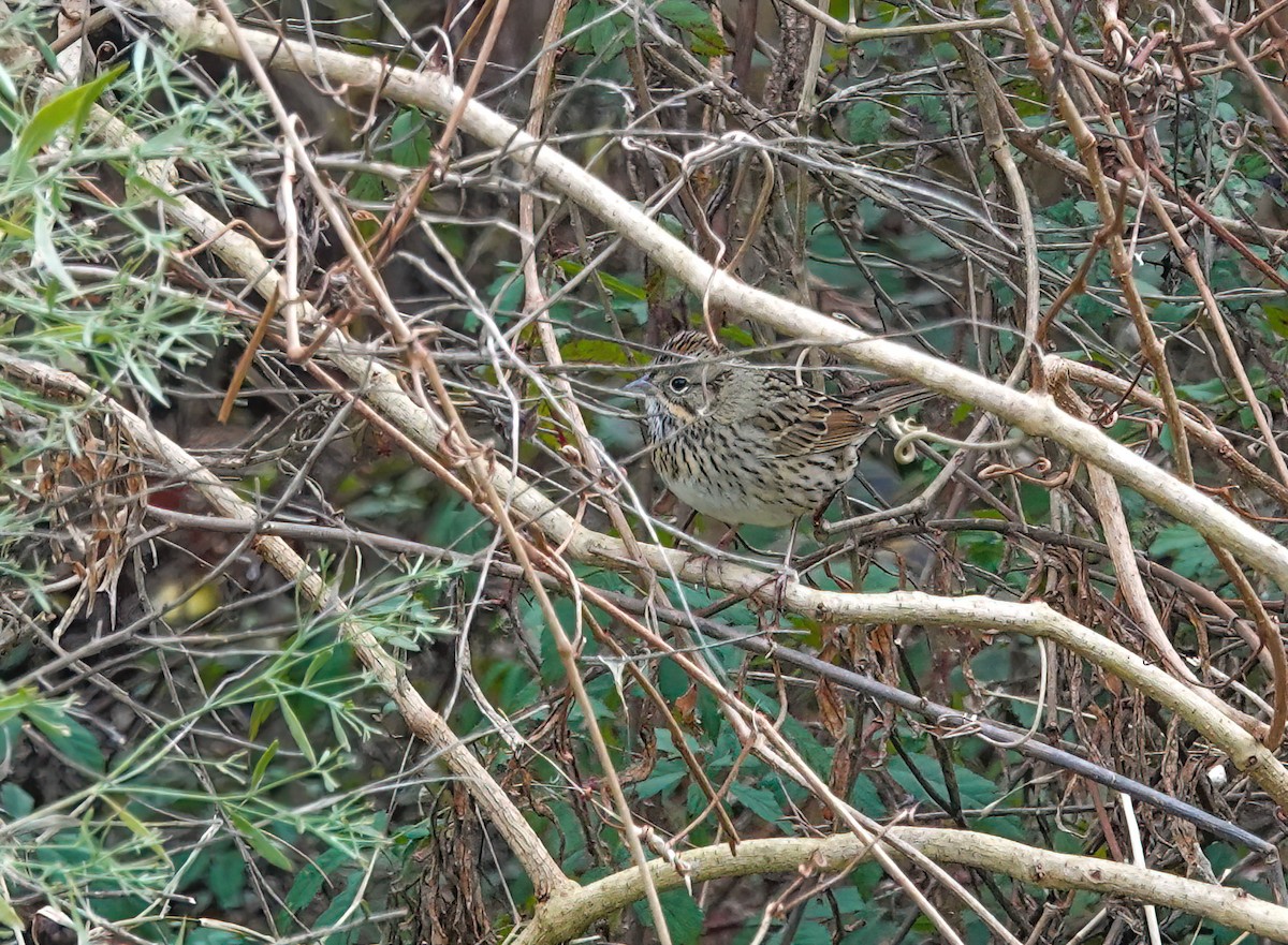 Lincoln's Sparrow - ML647416854