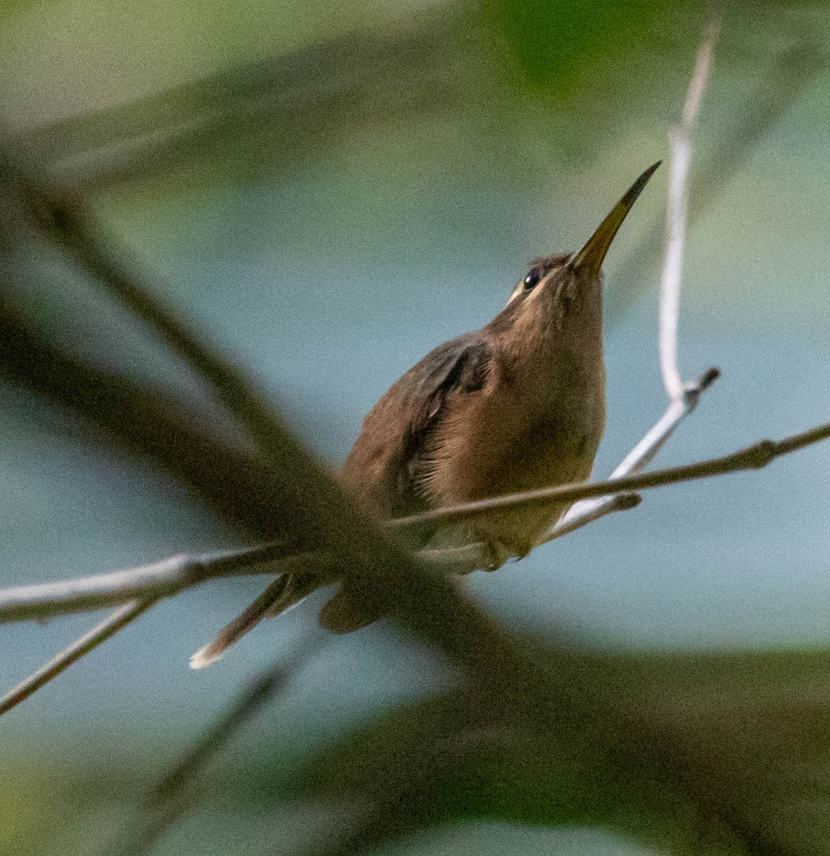 Stripe-throated Hermit - ML647416867