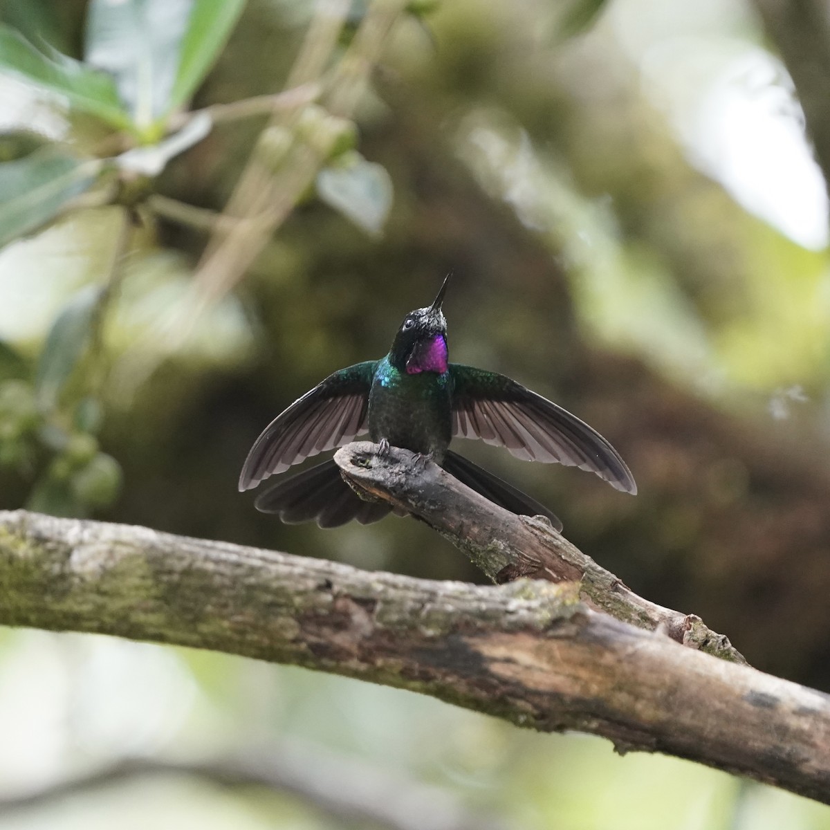 Tourmaline Sunangel - ML647416874