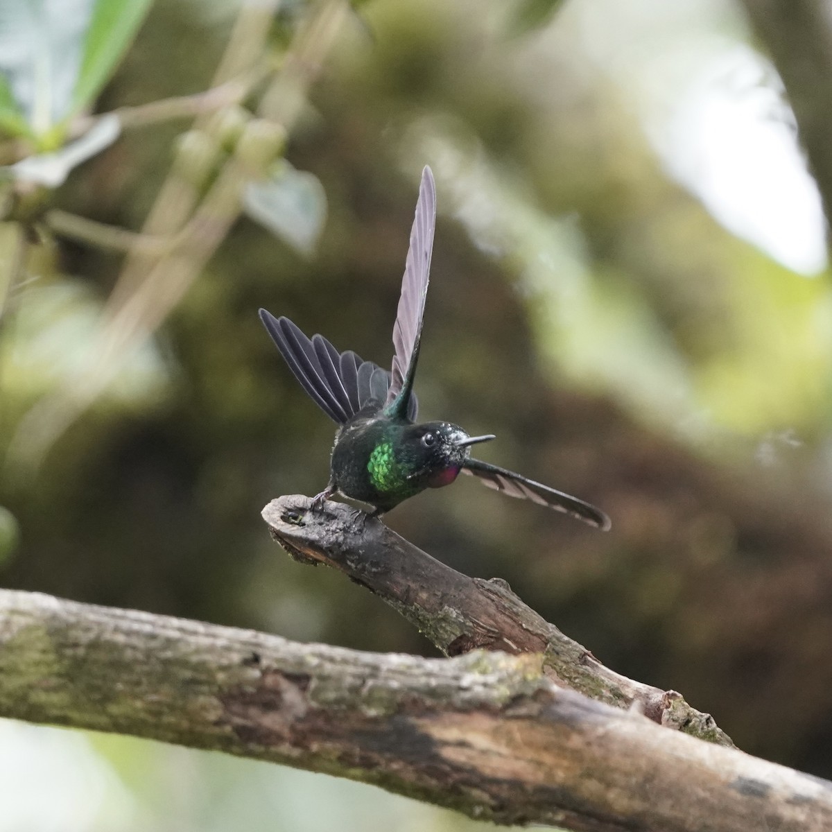 Tourmaline Sunangel - ML647416885