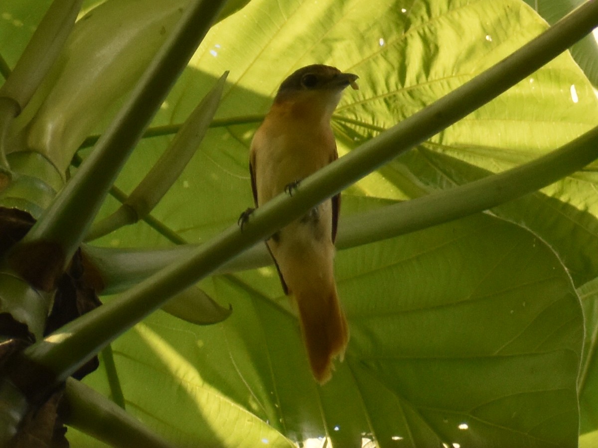 Chestnut-crowned Becard - ML647416888