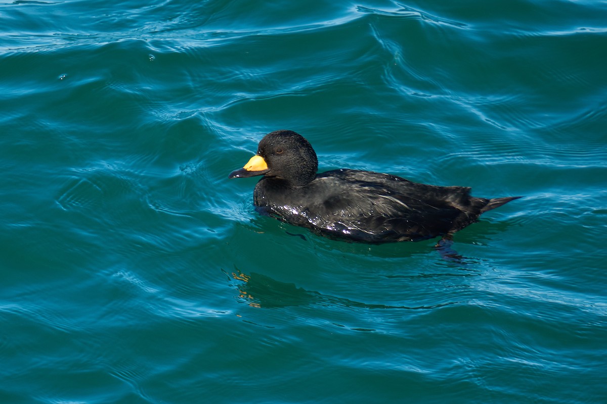 Американская синьга - ML647416892