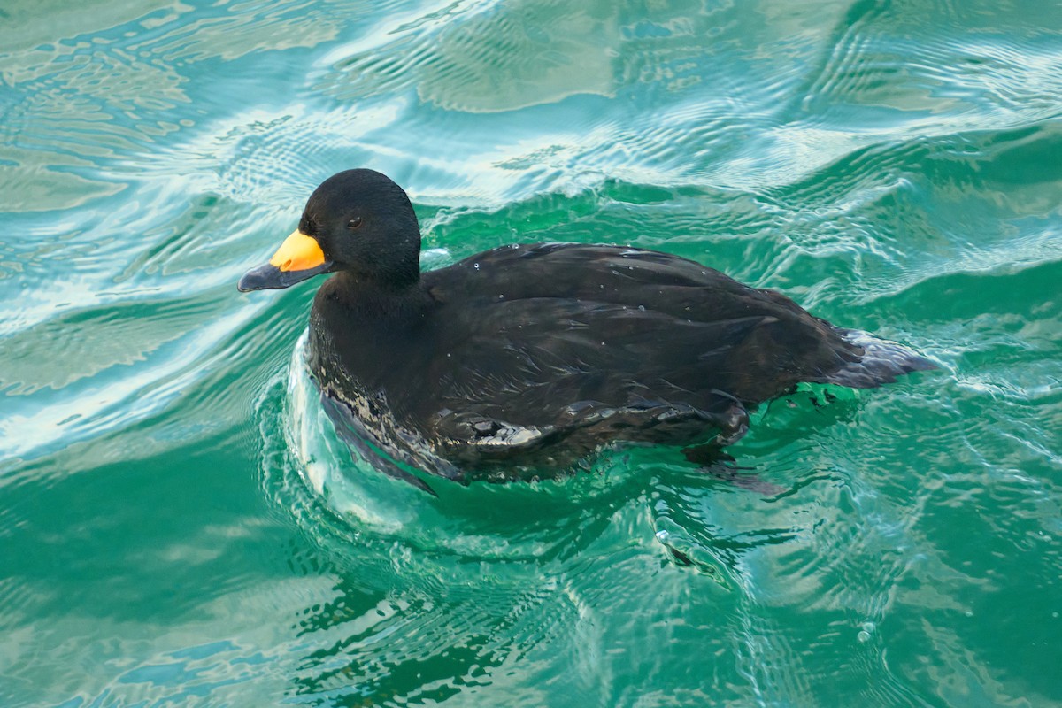 Американская синьга - ML647416893