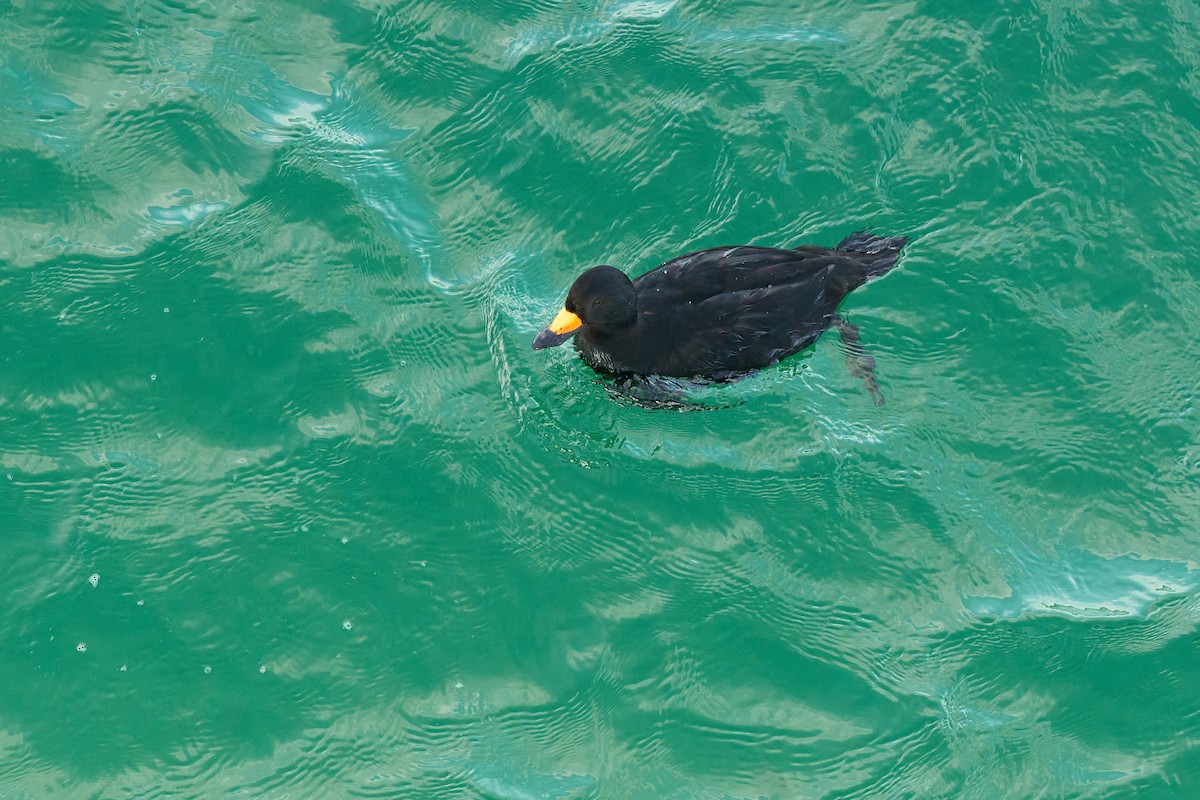 Американская синьга - ML647416894