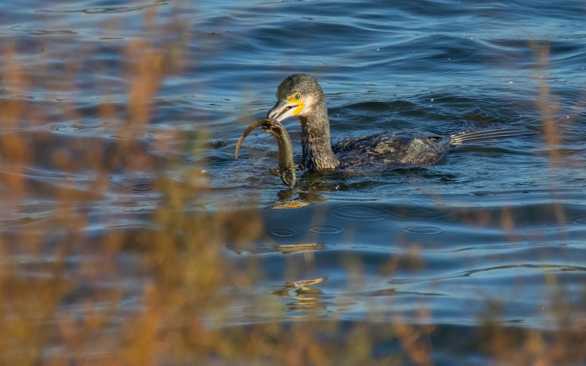 storskarv - ML647416896