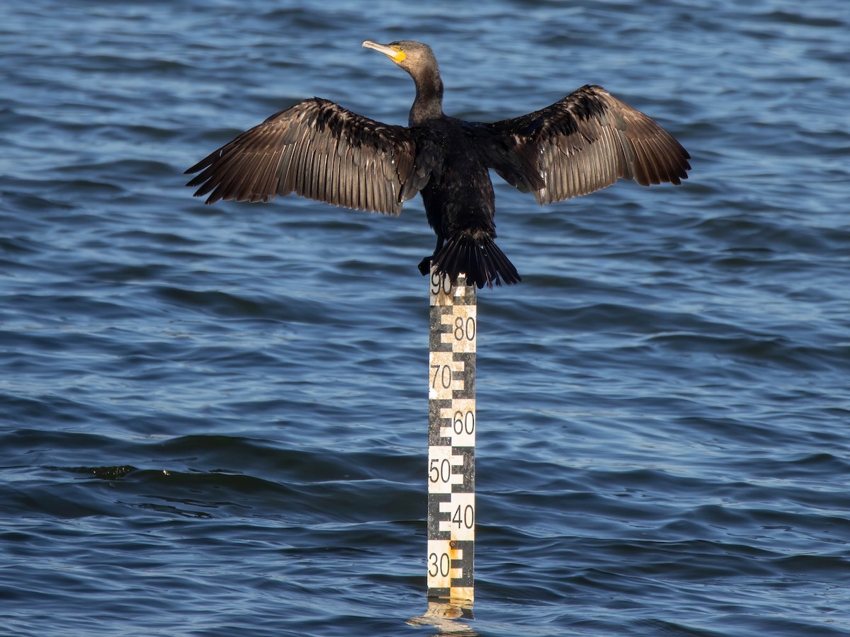 storskarv - ML647416897