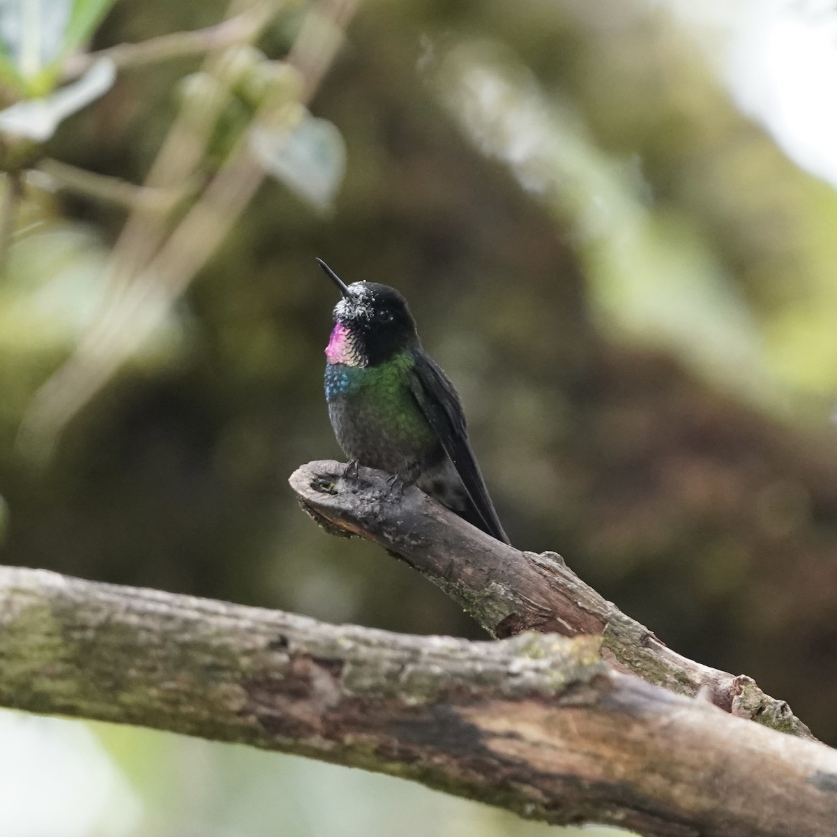 Tourmaline Sunangel - ML647416900