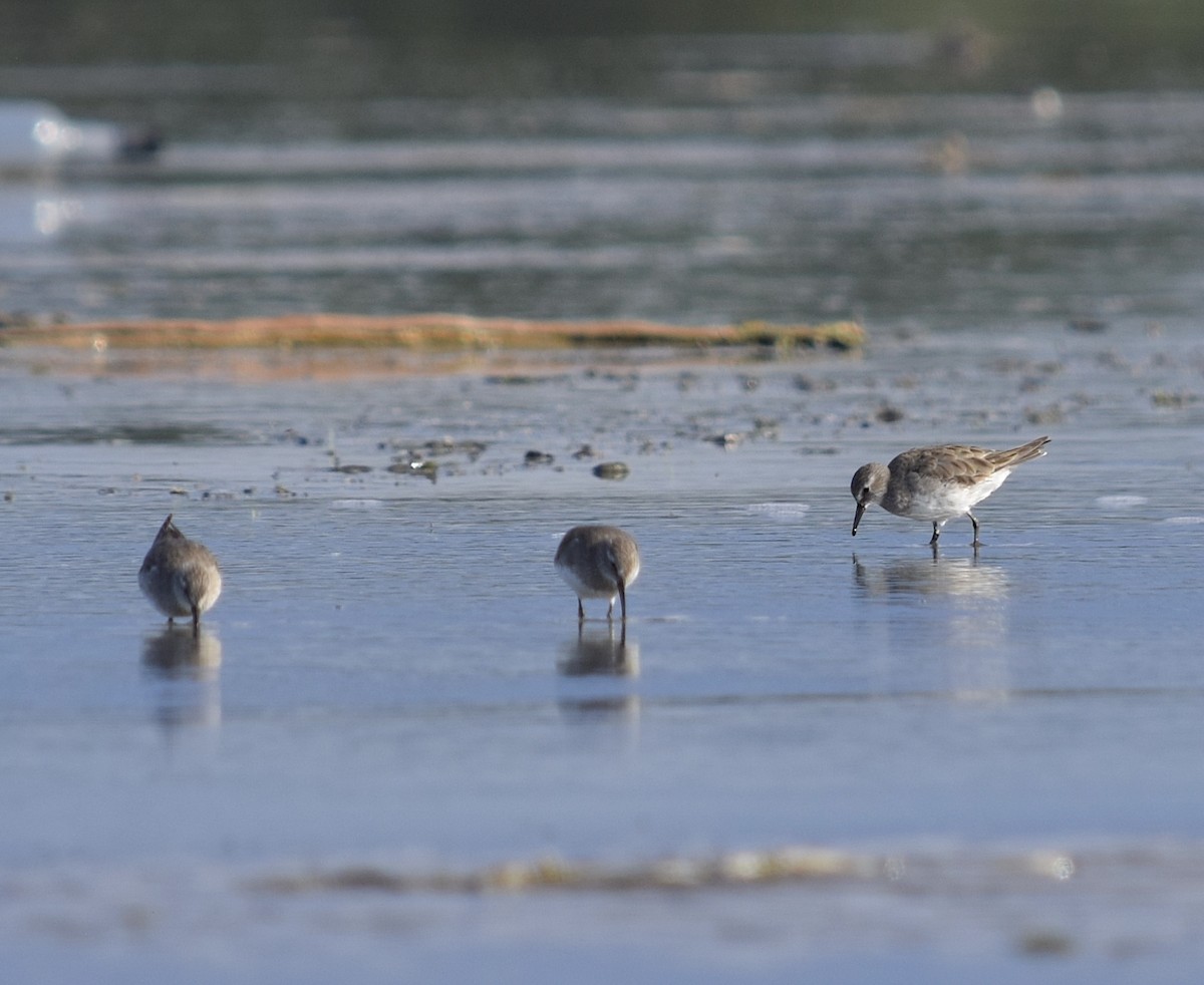 White-rumped Sandpiper - ML647416908
