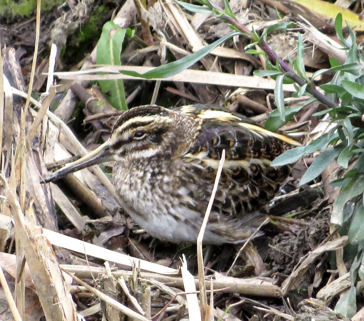 Agachadiza Chica - ML647416920