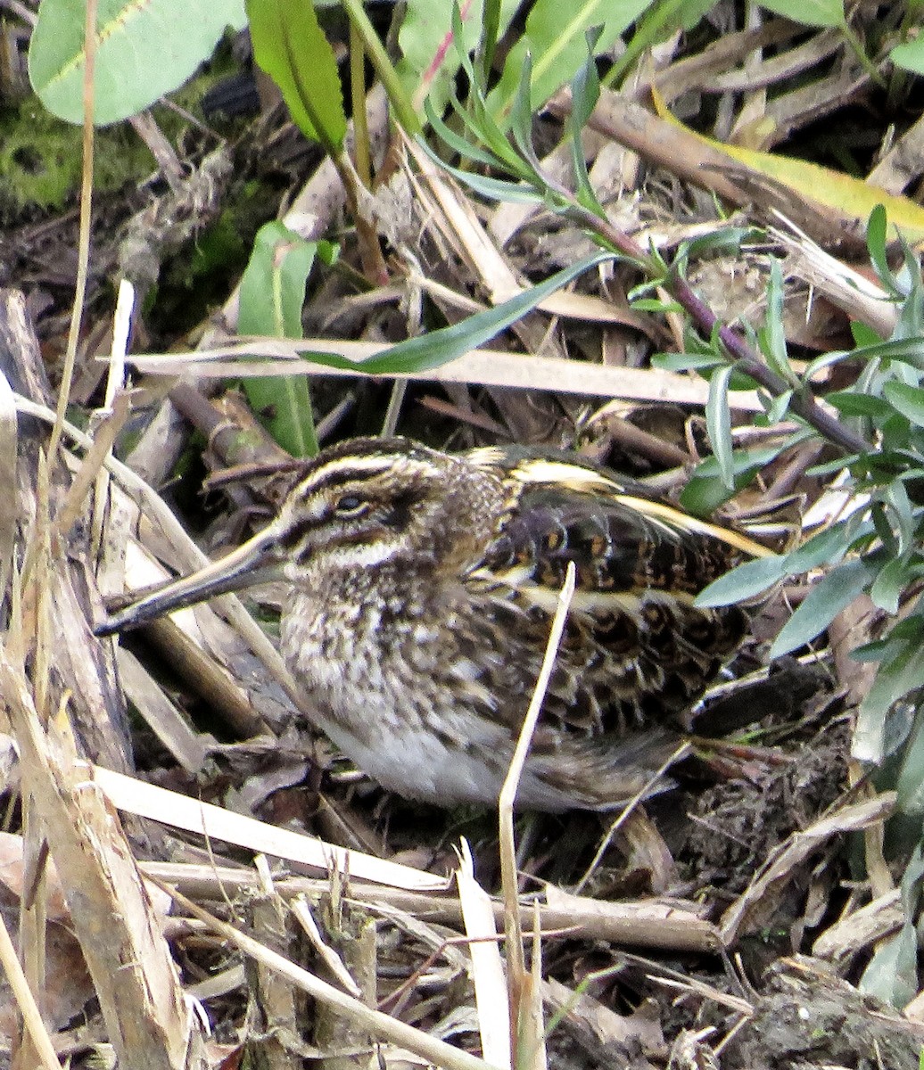 Agachadiza Chica - ML647416921