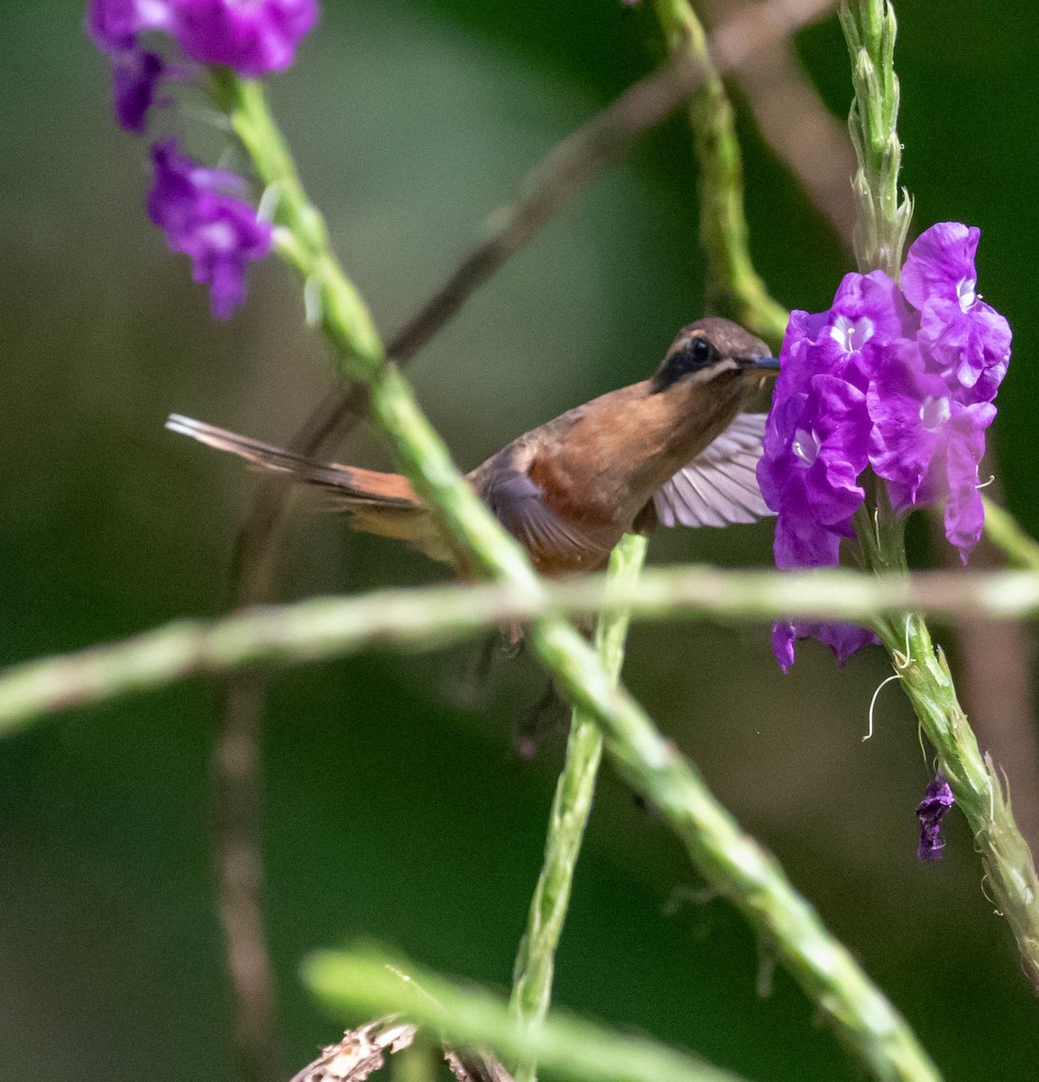 Stripe-throated Hermit - ML647416932