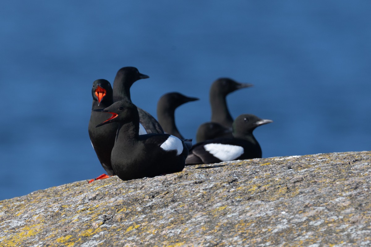 אוריה שחורה - ML647416945