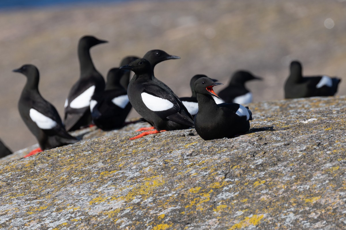 אוריה שחורה - ML647416946