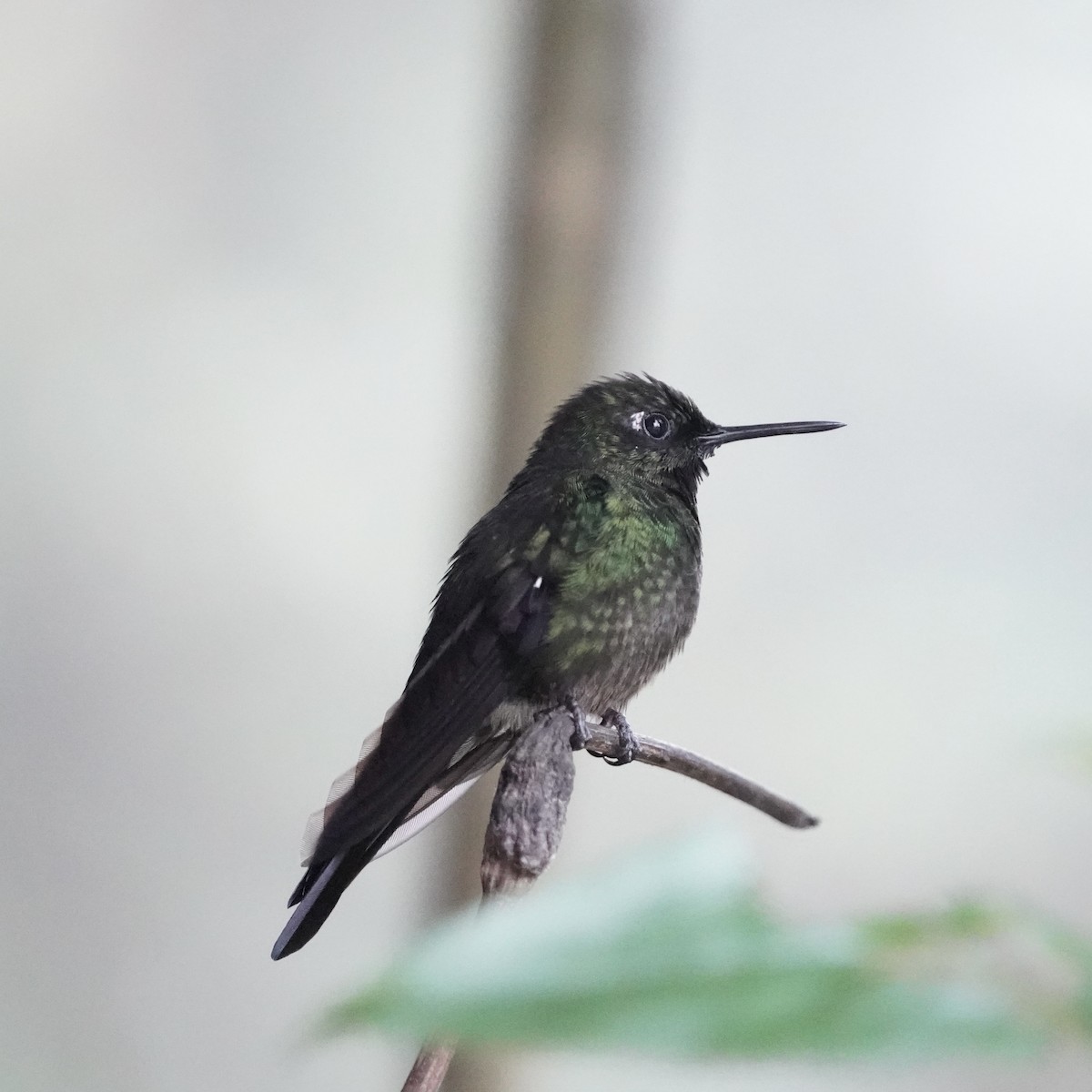 Tourmaline Sunangel - ML647416959