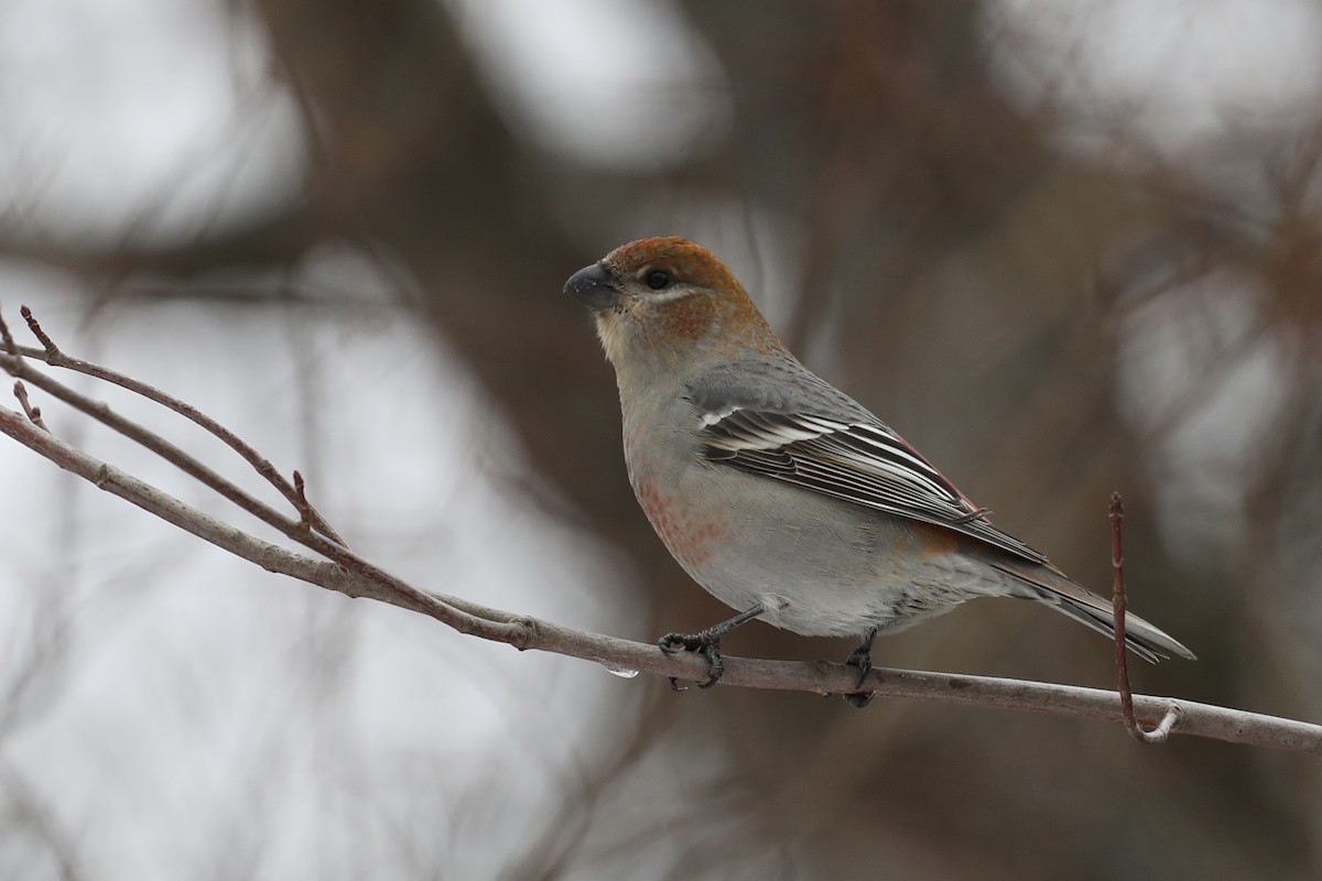 Смеречник тайговий (підвид leucura) - ML647416975
