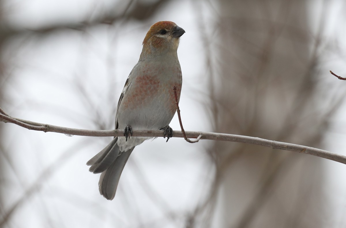 Смеречник тайговий (підвид leucura) - ML647416976