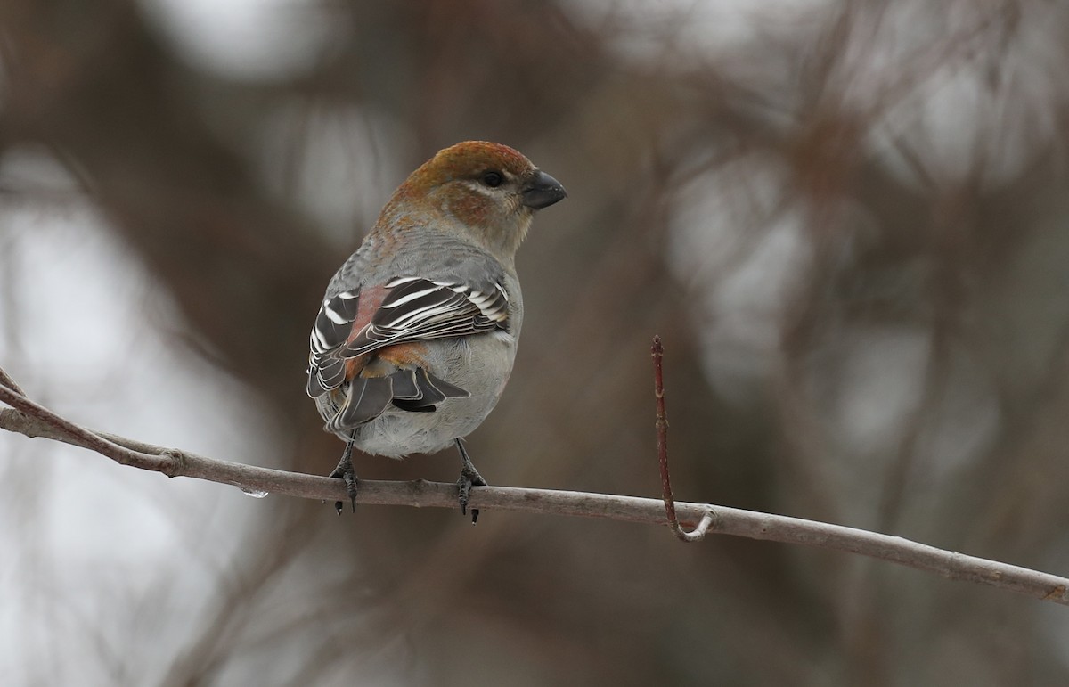 Смеречник тайговий (підвид leucura) - ML647416977