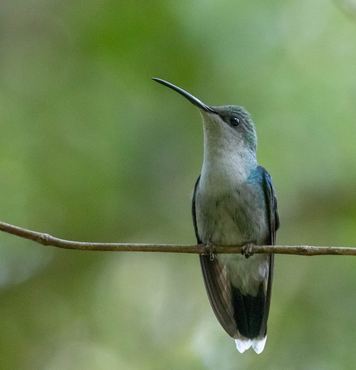 Crowned Woodnymph - ML647416978