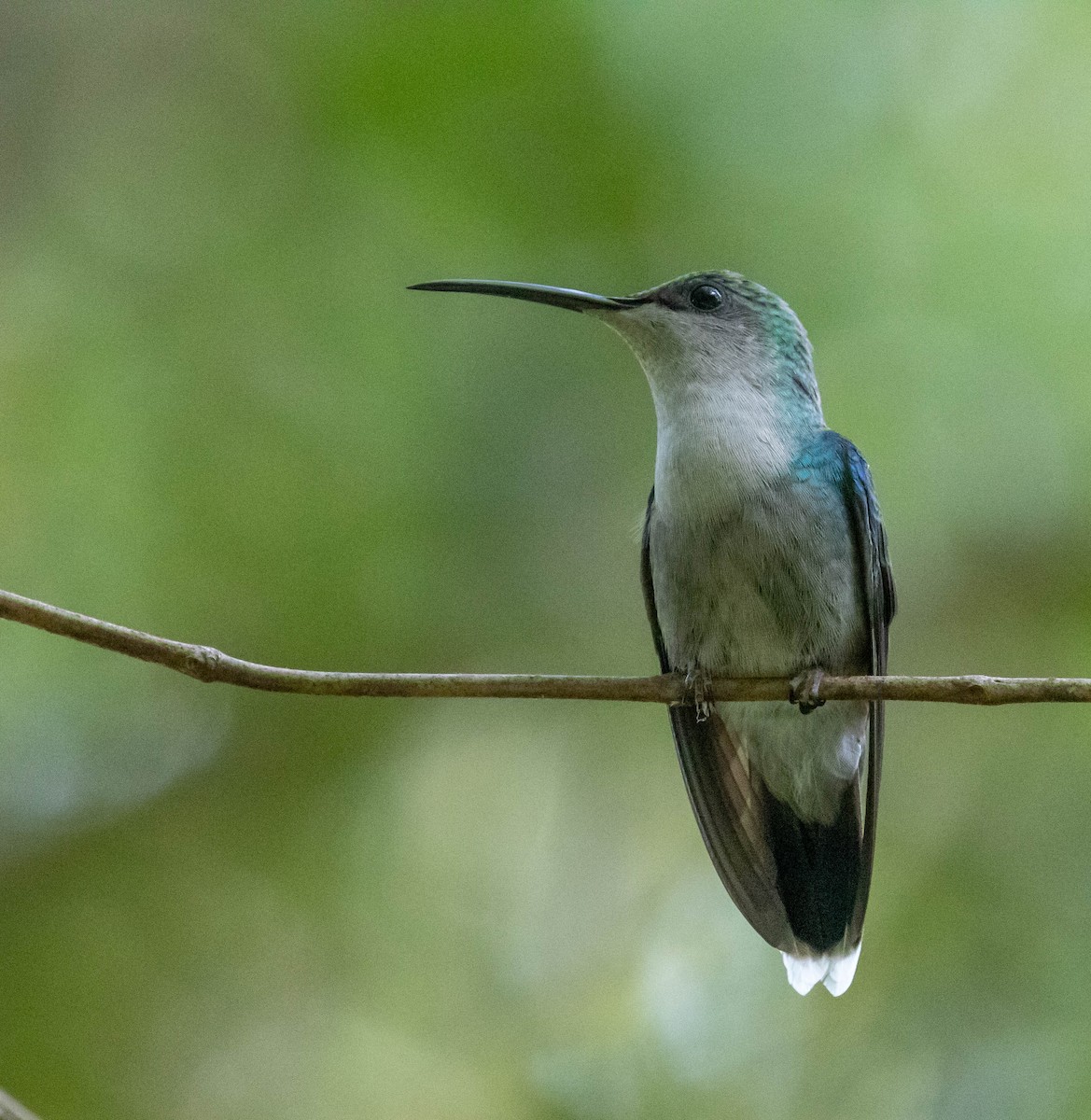 Crowned Woodnymph - ML647416979