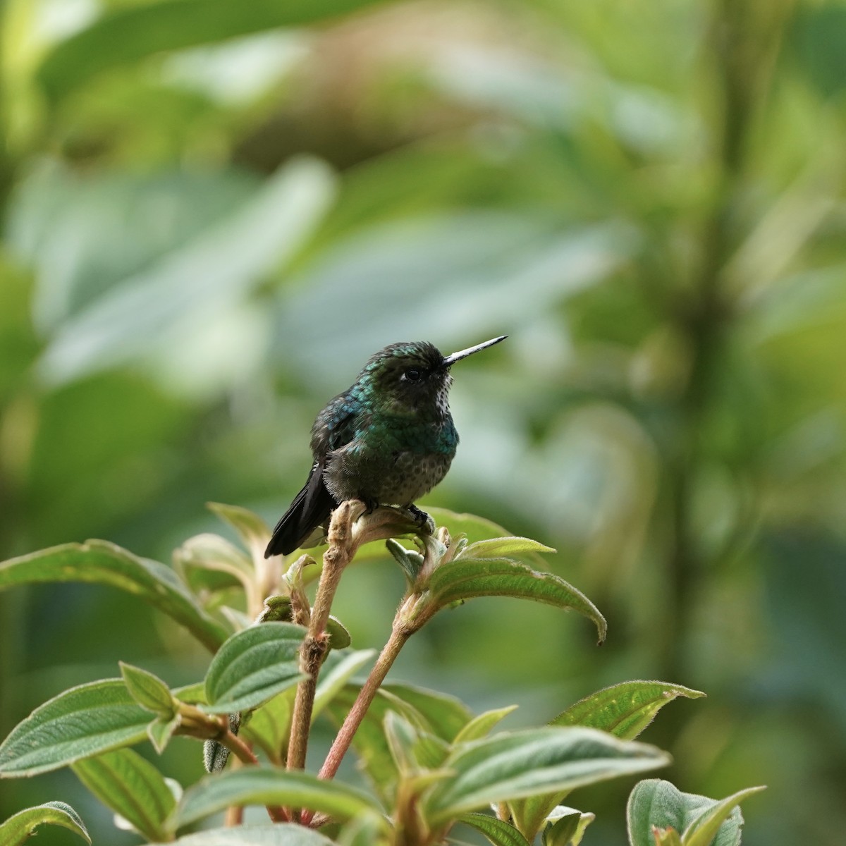 Tourmaline Sunangel - ML647417018