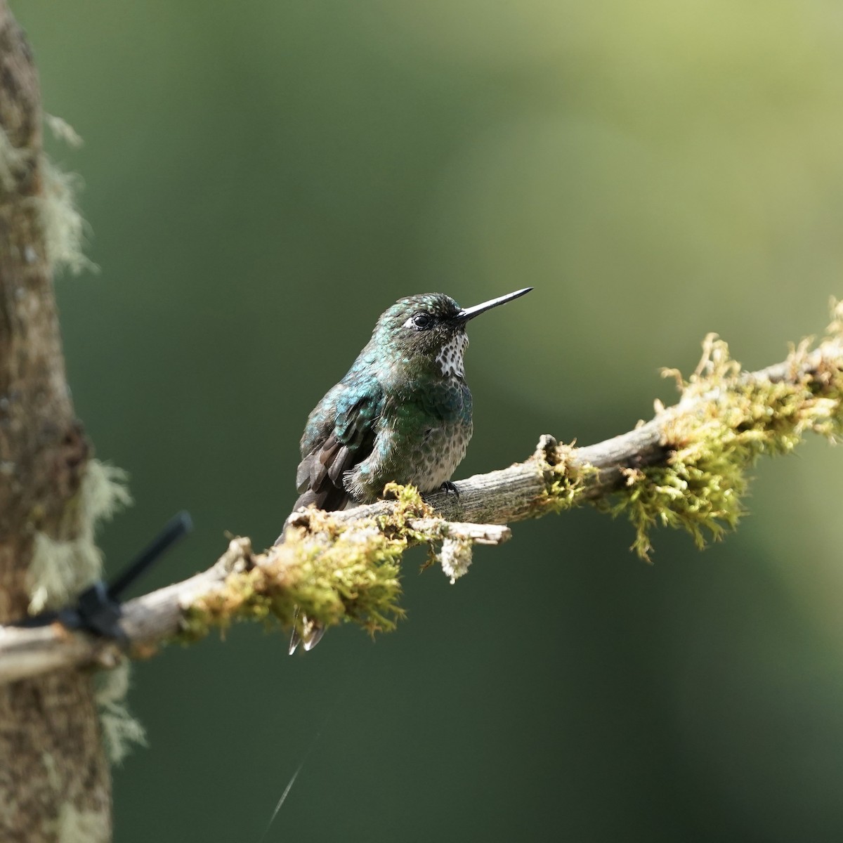 Tourmaline Sunangel - ML647417019