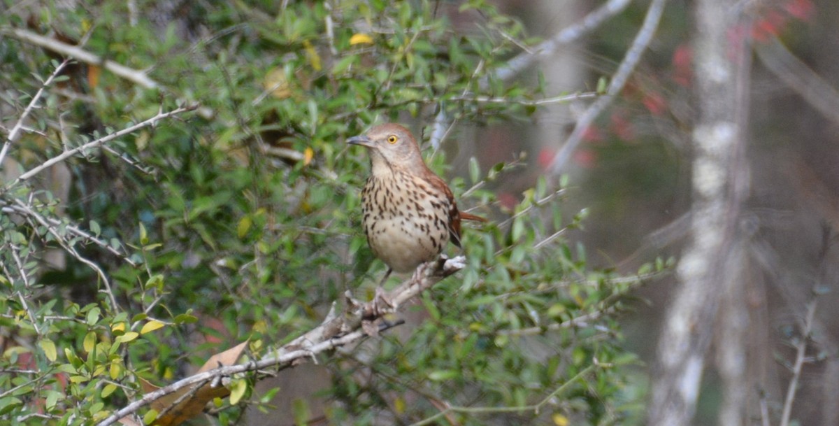 brunspottefugl - ML647417039