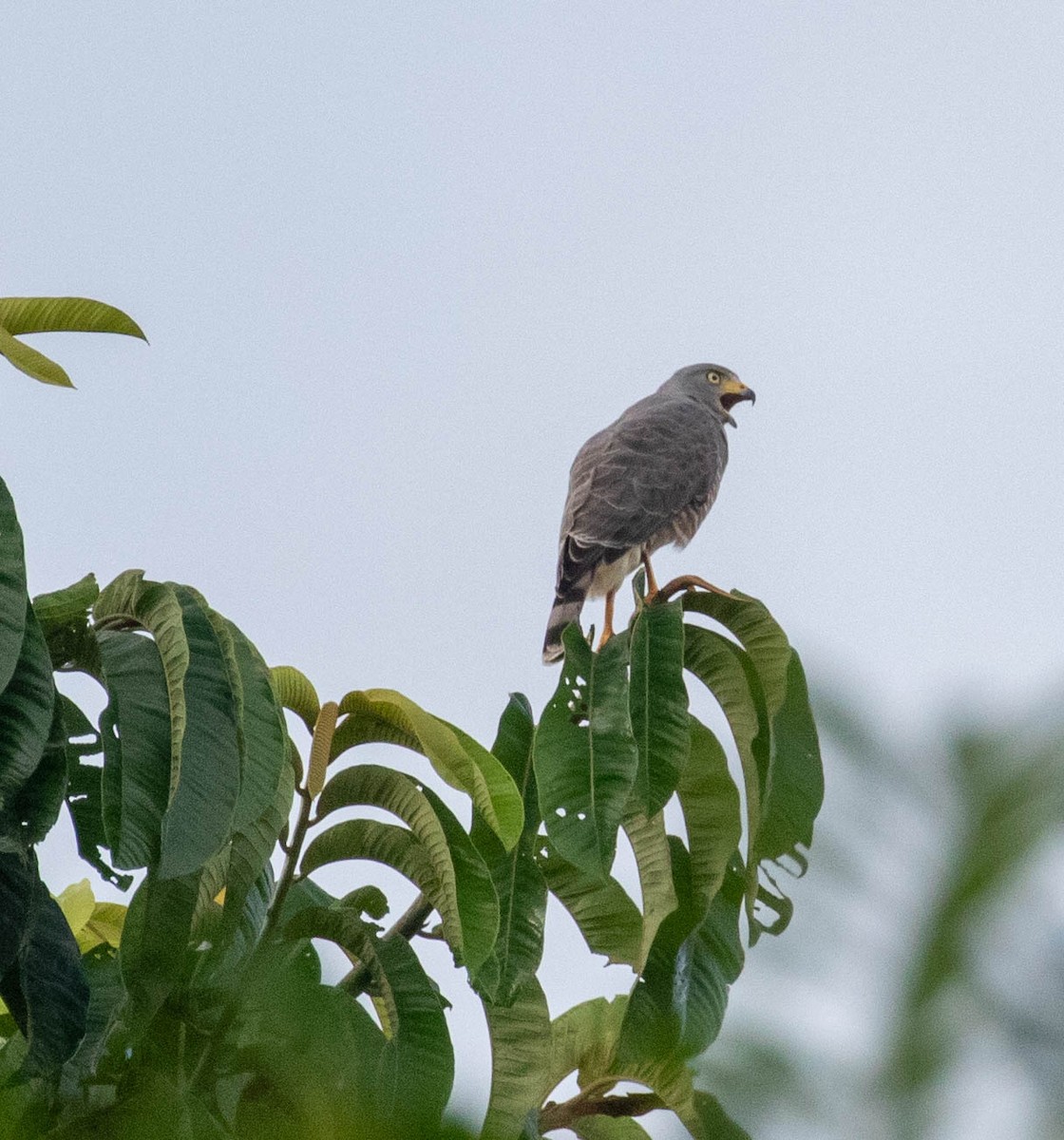 Roadside Hawk - ML647417050