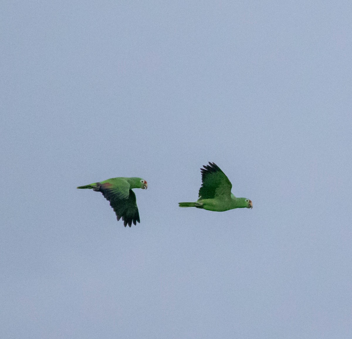 Red-lored Amazon - ML647417063