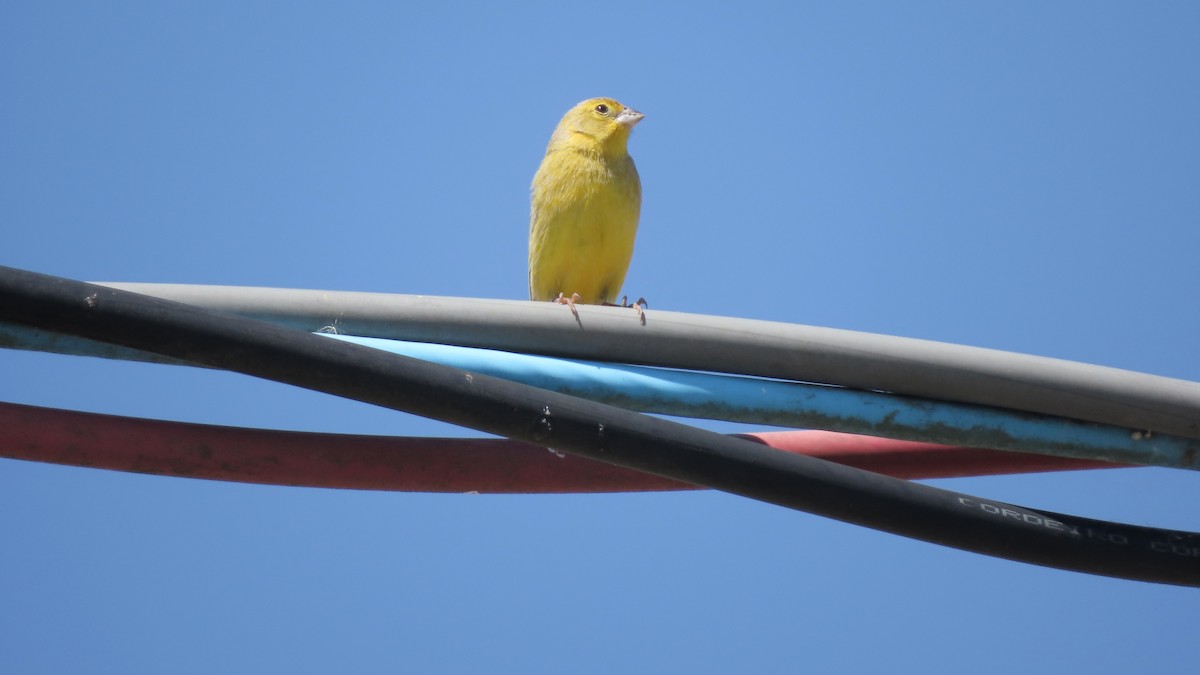 Grassland Yellow-Finch - ML647417064