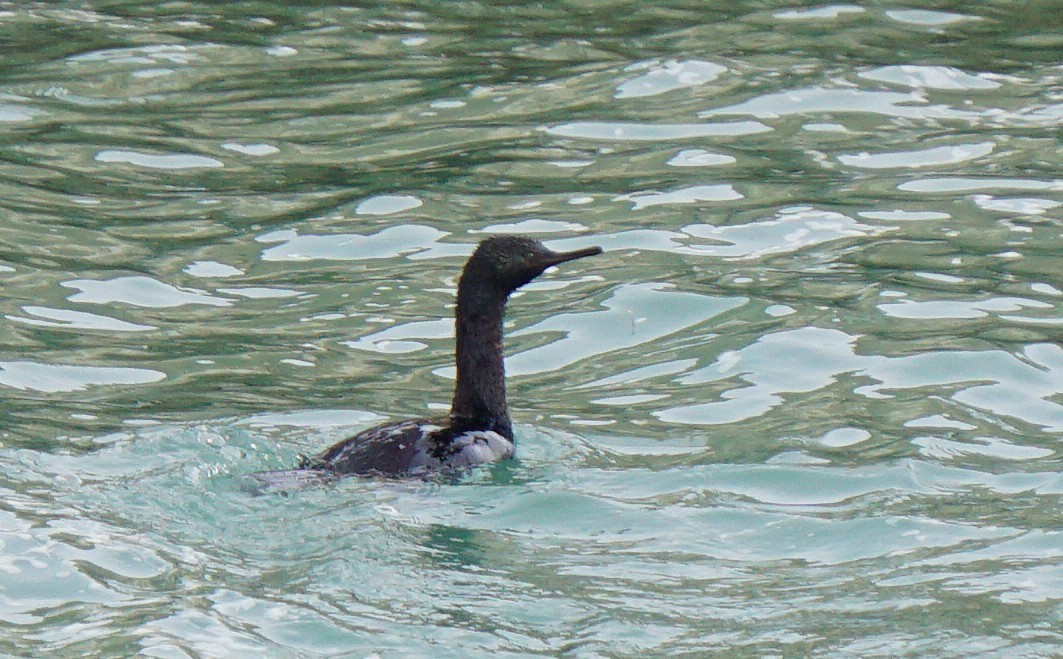 Баклан берингійський - ML647417065