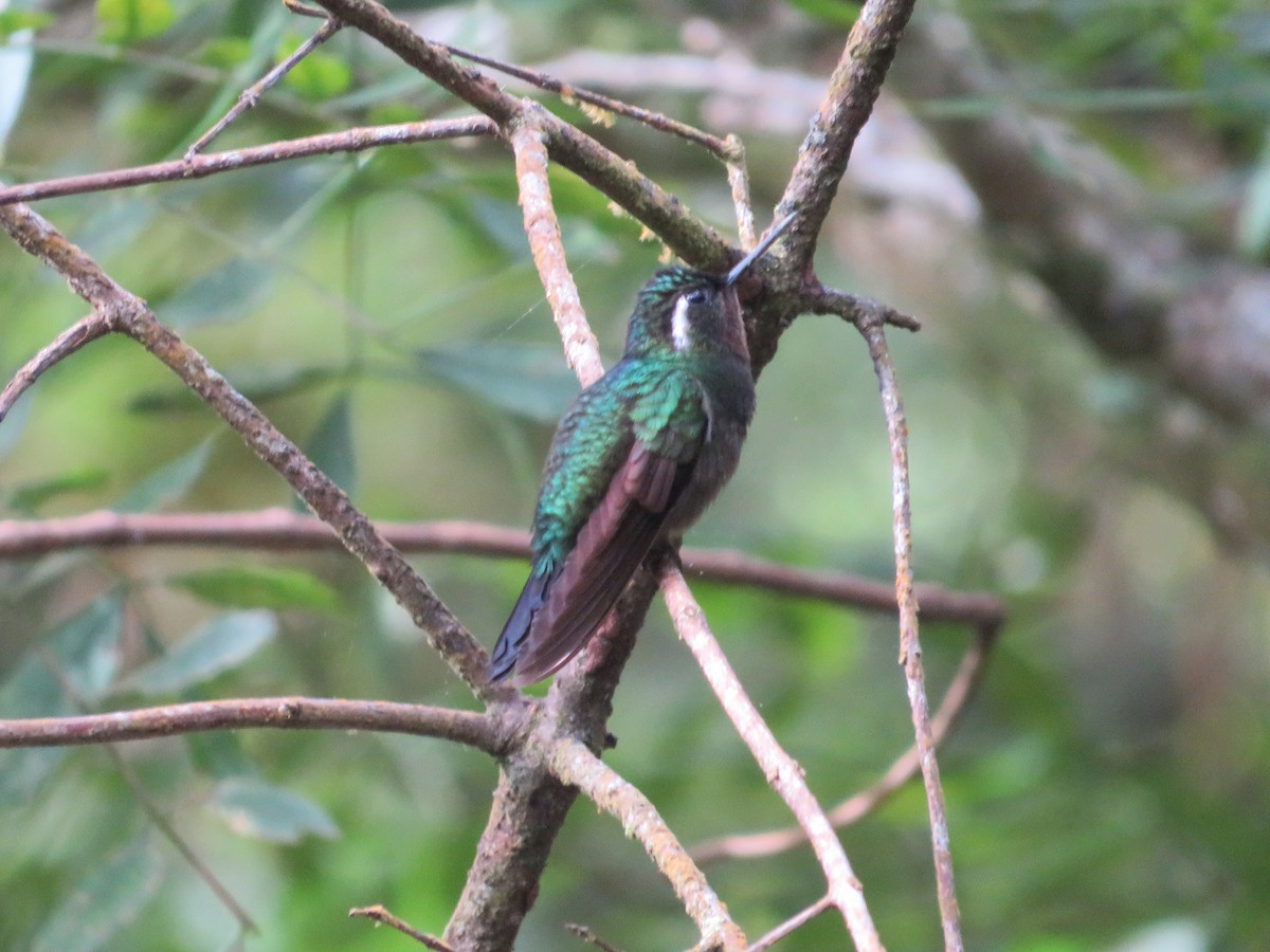 Purple-throated Mountain-gem - ML647417066