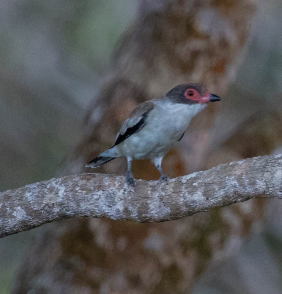 Masked Tityra - ML647417072