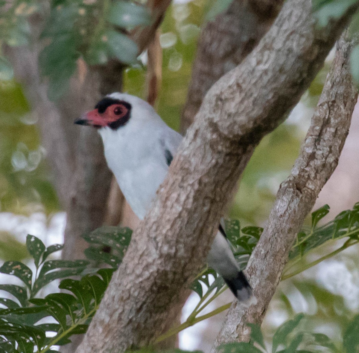 Masked Tityra - ML647417073