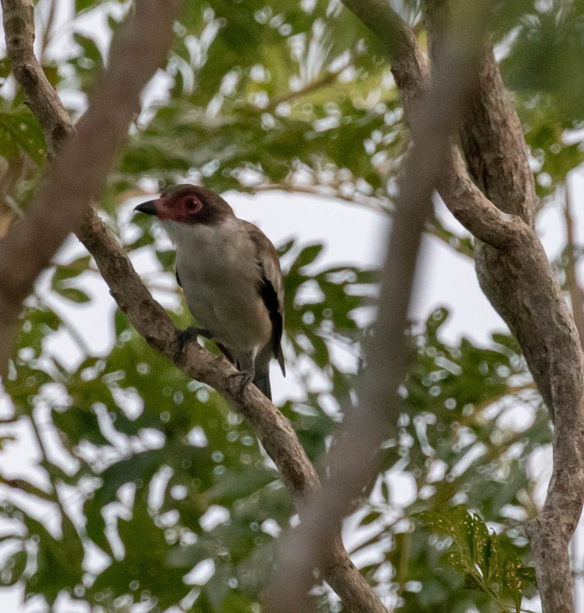 Masked Tityra - ML647417074