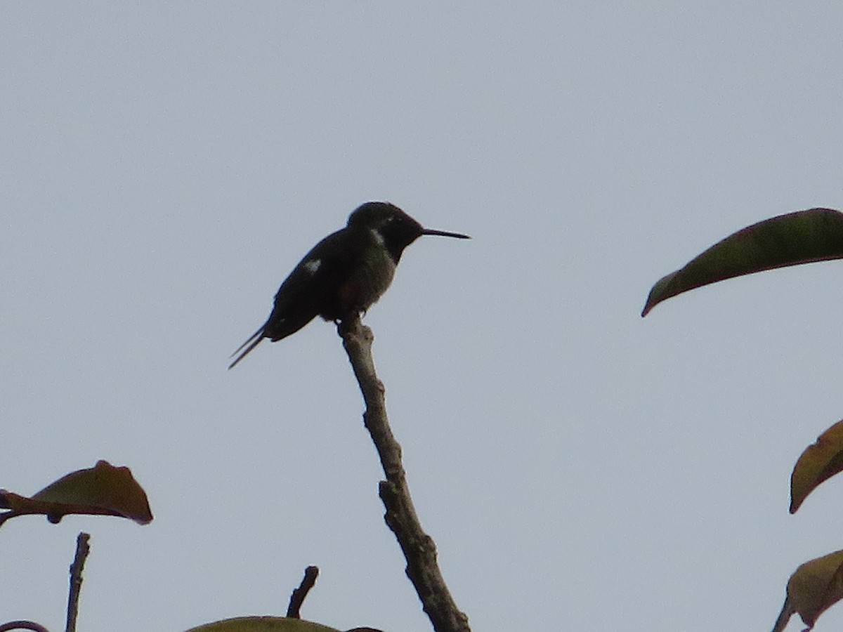 Magenta-throated Woodstar - ML647417079